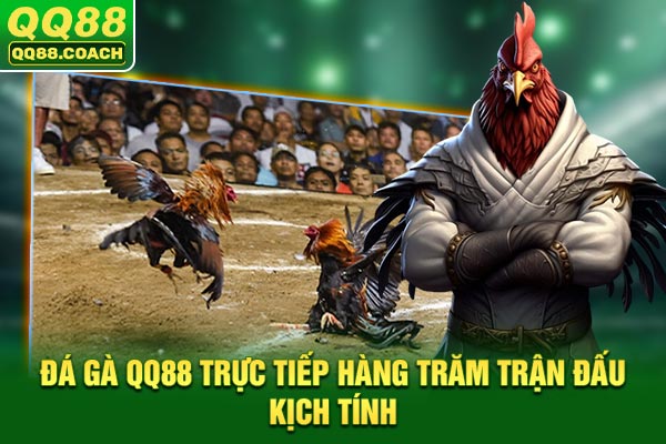 Đá gà QQ88 trực tiếp hàng trăm trận đấu kịch tính