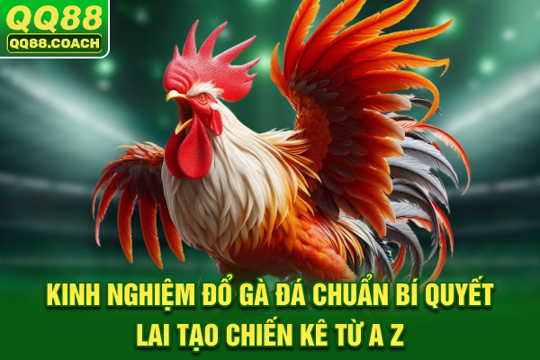 Kinh Nghiệm Đổ Gà Đá Chuẩn: Bí Quyết Lai Tạo Chiến Kê Từ A-Z