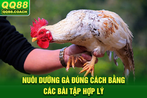 Nuôi dưỡng gà đúng cách bằng các bài tập hợp lý